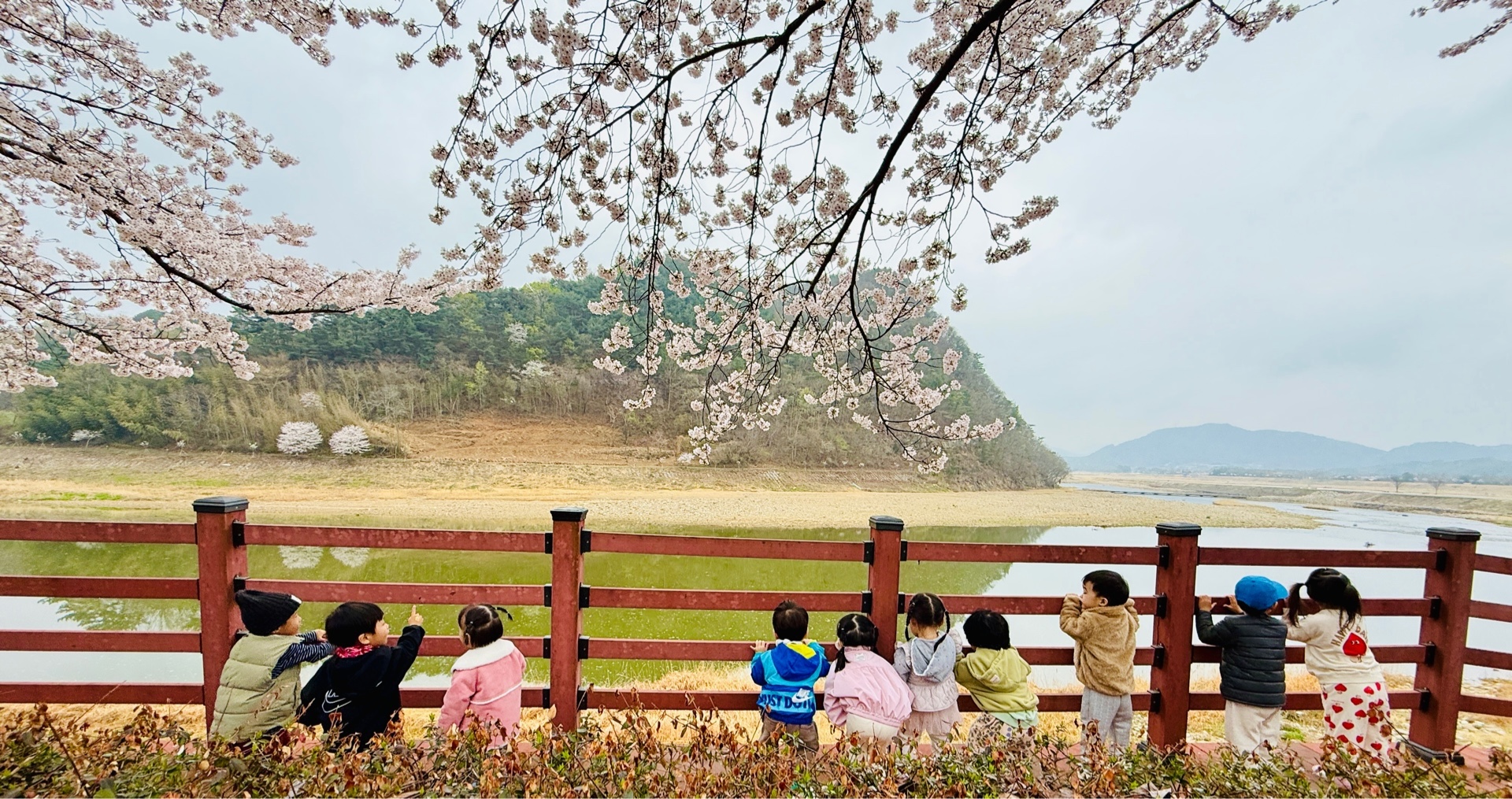 신안강변 벚꽃길을 걷는 아이들